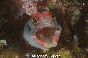 Blenny Singing, Acapulco Mexico by Alejandro Topete 